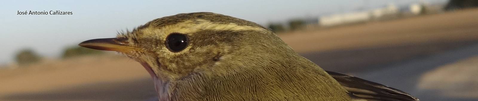 Mosquitero bilistado